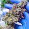 Graines féminisées de Glue Cookies (AlphaFem Seeds)