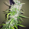 NLX Diamond Auto feminized seeds