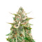 Northern Lights x Skunk (Herbies Seeds)