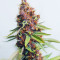 Purple Punch OG Feminized Seeds (Sweet Seeds)