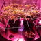 LSD Seeds - Cannabis Strain Seeds for Sale