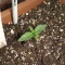 West Coast O.G. Seeds