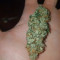 Girl Scout Cookies Seeds (Blimburn Seeds) - Cannabis Strain Seeds for Sale