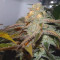 Brain Cake feminized seeds for sale
