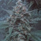 Original Auto OG Kush Seeds - Cannabis Strain Seeds for Sale