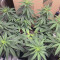 Shogun feminized seeds for sale: information and reviews