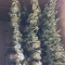 Runtz XL Auto feminized seeds for sale: information and reviews