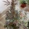 Black Herer Seeds (EGS) - Cannabis Strain Seeds for Sale