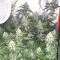 Liberty Haze Seeds - Cannabis Strain Seeds for Sale