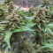 Vente de graines de cannabis Northern Light (RQS)