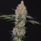 Pure Kush Seeds (Original Sensible Seeds) - Cannabis Strain Seeds for Sale