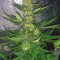 Buy Afghan Hash Plant regular seeds by Barney's Farm