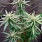 Super Skunk Seeds (Seedstockers) - Cannabis Strain Seeds for Sale