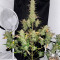 Venta online de Gorilla Z Auto de Fast Buds