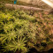 Lemon Tree Seeds (Barney's Farm) - Cannabis Strain Seeds for Sale