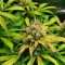 Acquista i semi di Tangerine Dream Auto fem di Barney's Farm