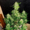 Monster Bruce Banner feminized seeds for sale