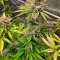 Cookies Gelato Seeds (Royal Queen Seeds) - Cannabis Strain Seeds for Sale