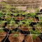 Shogun feminized seeds for sale: information and reviews