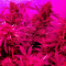Buy Wedding Cake Auto feminized seeds by Barney's Farm