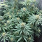 Graines féminisées de Sour Diesel (Barney's Farm)
