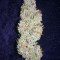 Sour Livers Auto feminized seeds