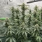 All The Sauces R1 Feminized Seeds (Ethos Genetics)