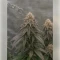 Black Cherry Gushers Seeds