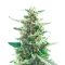 California Special Seeds