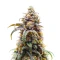 CBD D Diesel Seeds