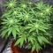 CBD Hammer Shark Seeds
