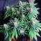 Chocolate Skunk Seeds