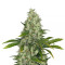 Semillas feminizadas Do-Si-Dos OG (Original Sensible Seeds)