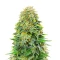 Sementes Feminizadas de Dream Queen Autoflower (Humboldt Seed Company)