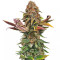 Graines de cannabis El Fuego Auto (DNA Genetics)
