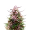 Extraction Tropicana Cherry Seeds