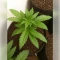 Fat Bastard Auto Seeds
