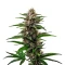 Fat Bastard Seeds (Blimburn Seeds)