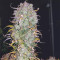 Semi Femminizzati Gelato Auto (Fast Buds)