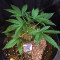 Gorilla Glue Auto (Auto Seeds)