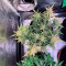 GG#4 Original Glue Auto Seeds