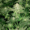 Girl Scout Cookies feminized seeds (Garden of Green)