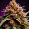 Grandaddy Purple Seeds - Cannabis Strain Seeds for Sale