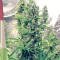 Hash Heaven (Soma Seeds)