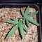 Haze Berry Seeds
