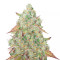 Heavy Kickers Mix Feminized Seeds (Herbies Seeds)