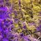Larry OG Kush (Cali Connection Seeds)