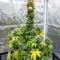 Nikki & Swami’s Lemon OG Seeds