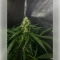 Northern Light Automatic Seeds (RQS)