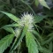 Purple Lemonade Auto RF3 Seeds (Fast Buds)